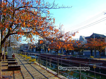 境川テラスの紅葉