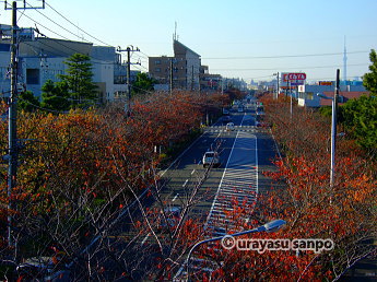 さくら通りの紅葉