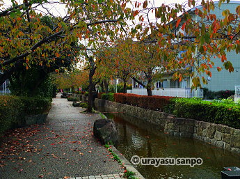 しおかぜ緑道の紅葉