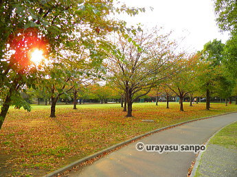 高洲中央公園の紅葉