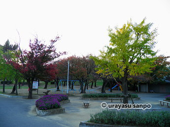 中央公園の紅葉