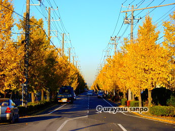 中央公園前の通りの銀杏並木
