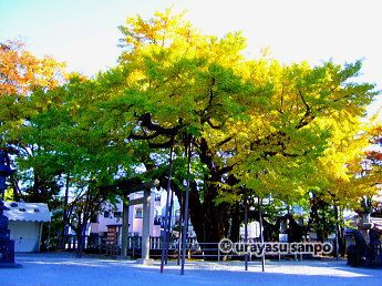 豊受神社の大銀杏