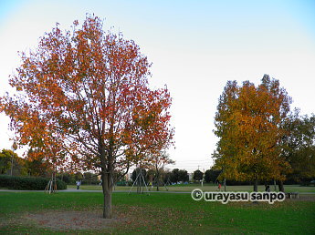 弁天ふれあいの森公園の紅葉
