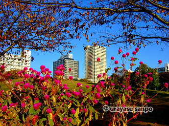 若潮公園の紅葉