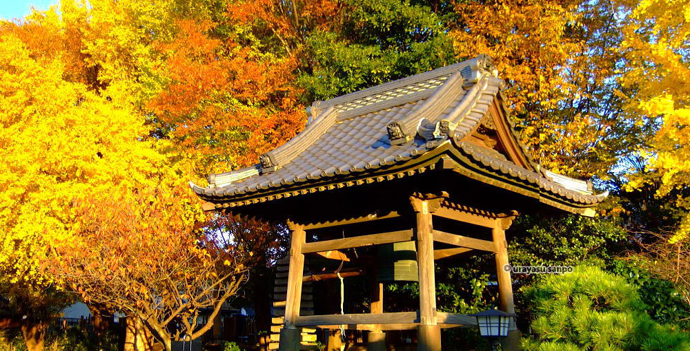 浦安の紅葉の名所　大蓮寺