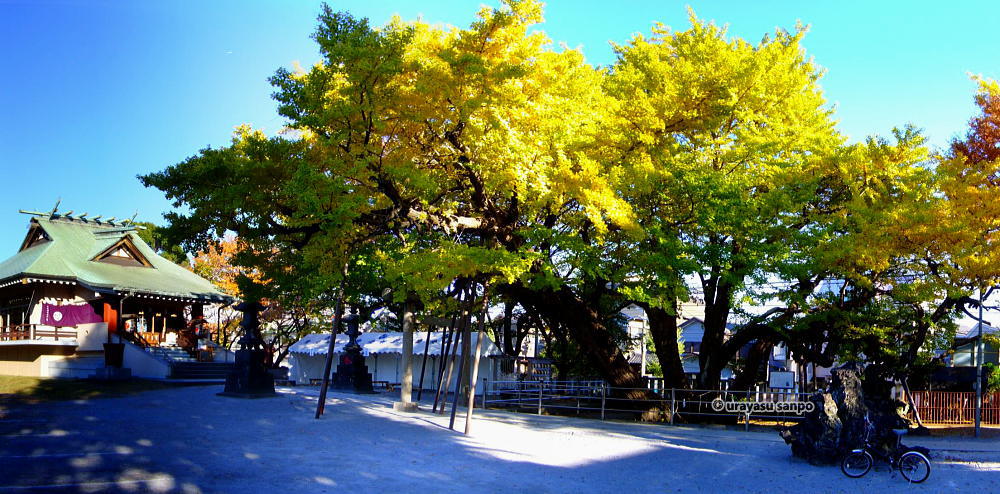 浦安の紅葉の名所　豊受神社