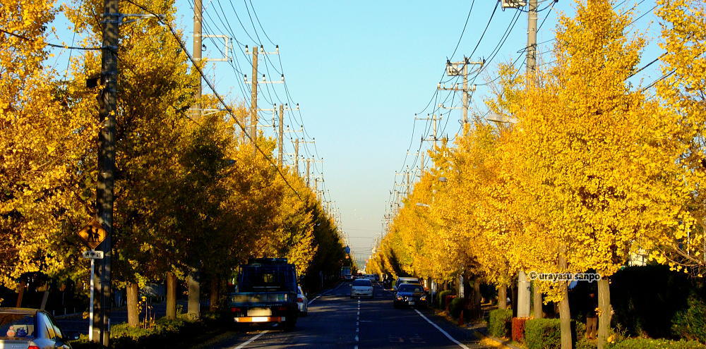 浦安の紅葉の名所　中央公園前の道