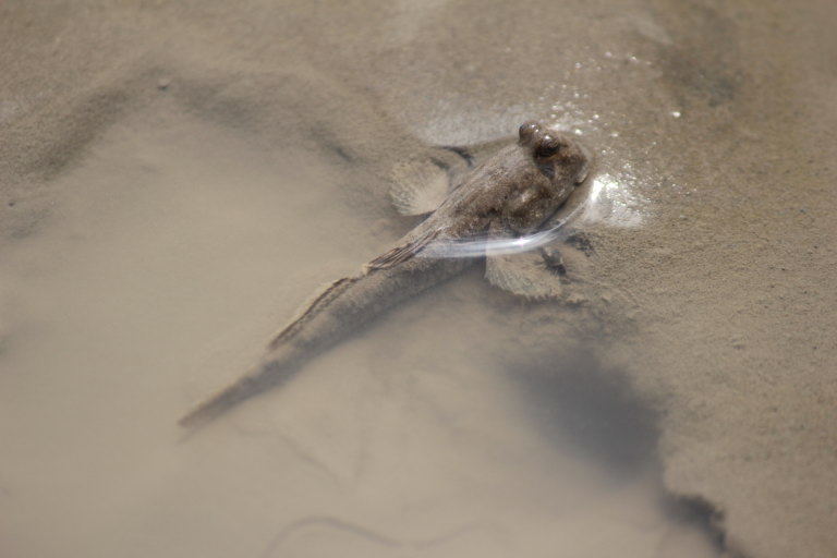 妙典橋　トビハゼ