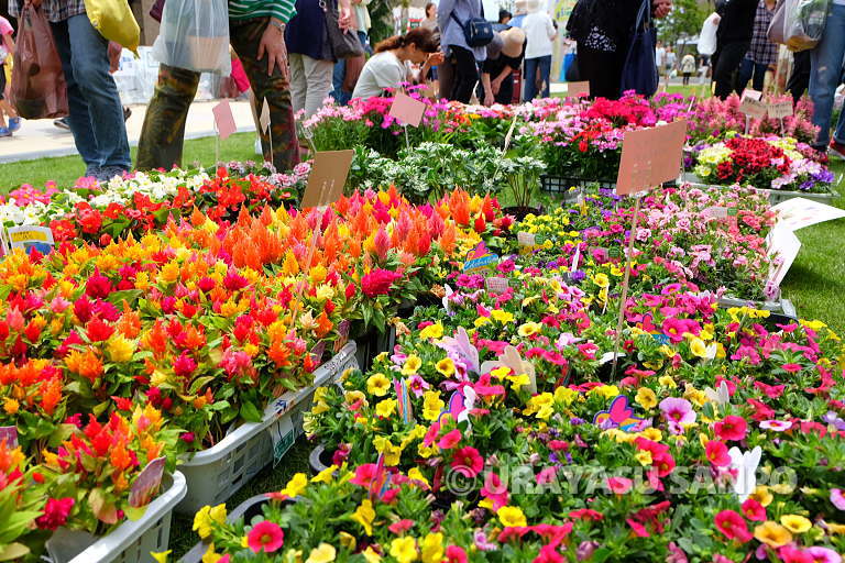 浦安春まつり　植木まつり