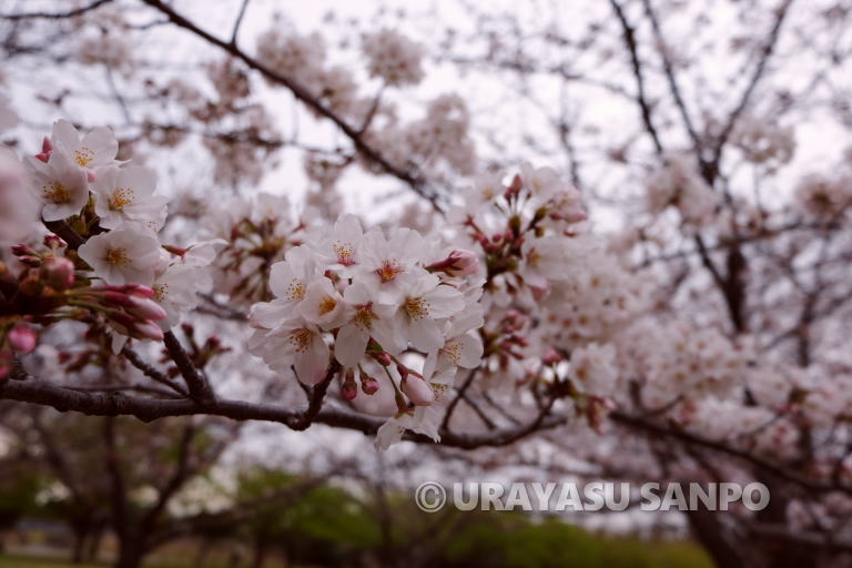 浦安市の桜開花状況