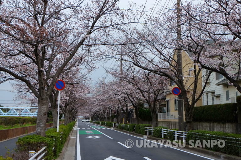 浦安市の桜開花状況