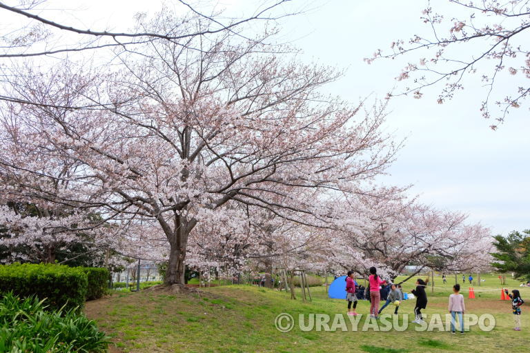 浦安市の桜開花状況