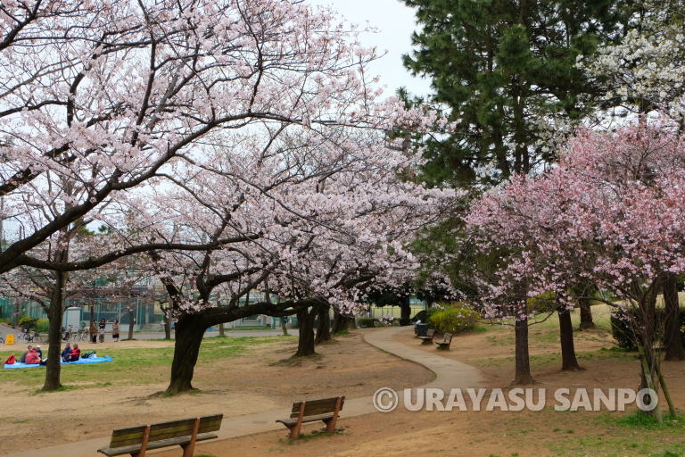 浦安市の桜開花状況