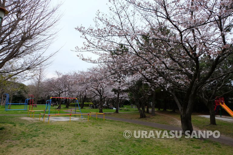 浦安市の桜開花状況