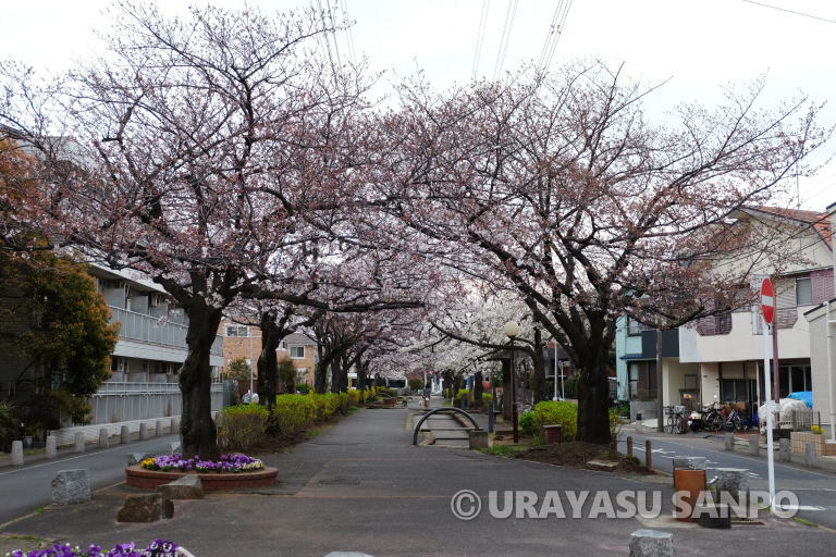 浦安市の桜開花状況