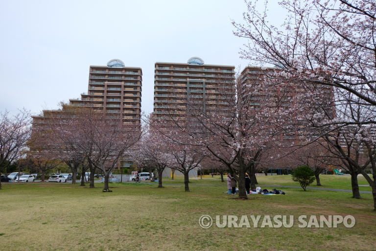 浦安市の桜開花状況