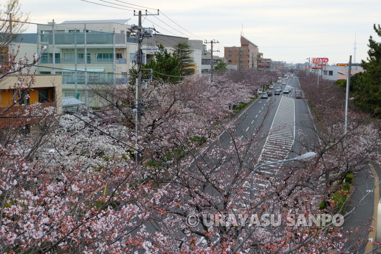 浦安市の桜開花状況