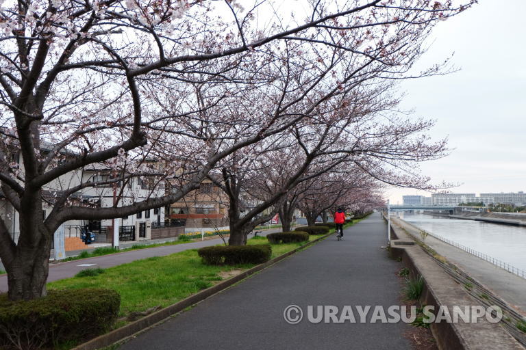 浦安市の桜開花状況
