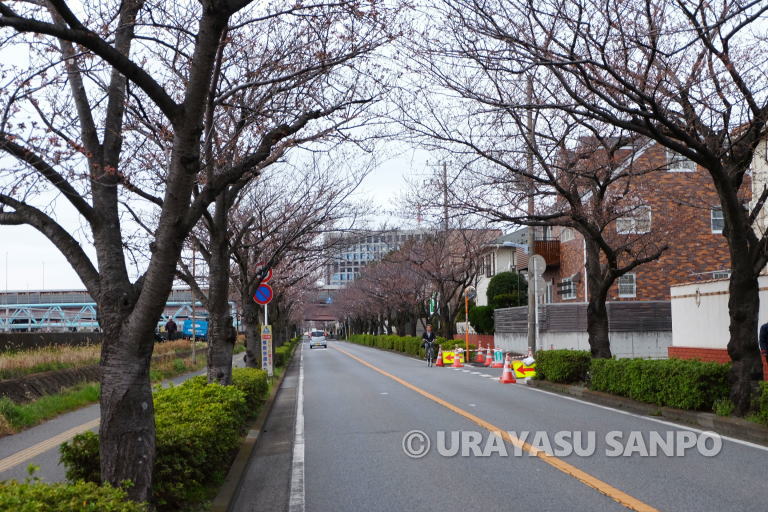 浦安市の桜開花状況