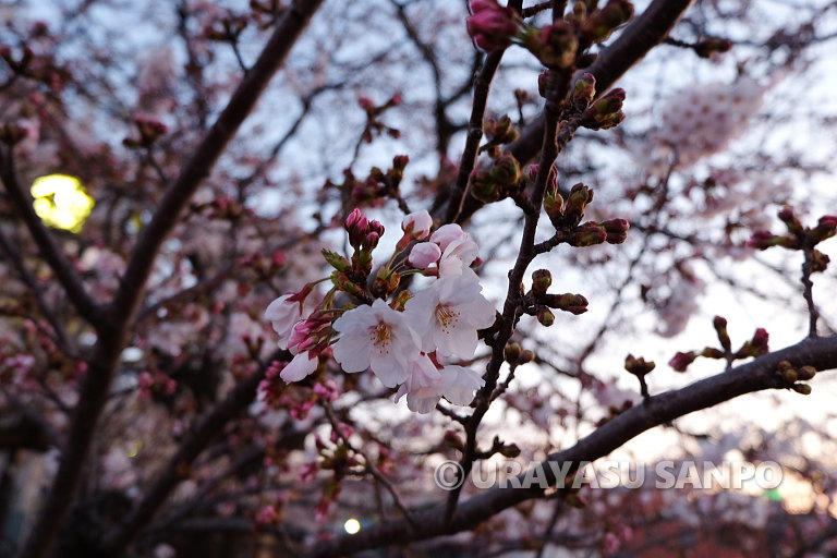 浦安の桜開花状況