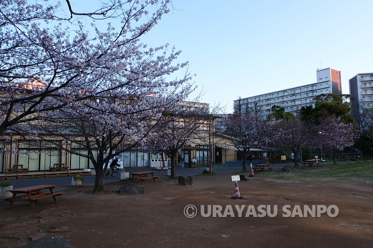 浦安の桜開花状況