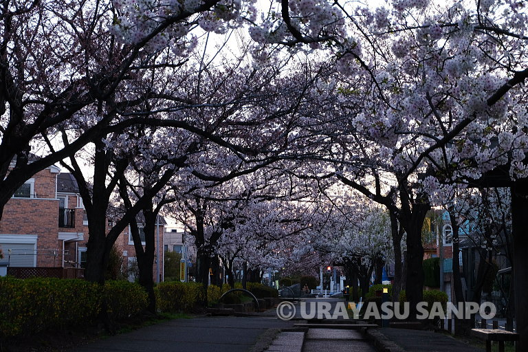 浦安の桜開花状況