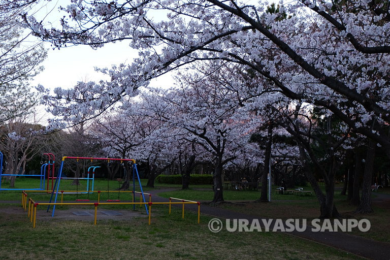 浦安の桜開花状況