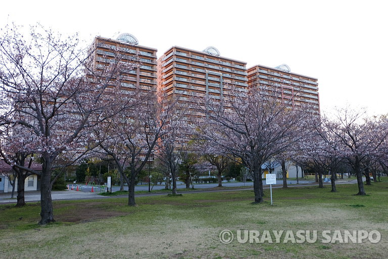 浦安の桜開花状況