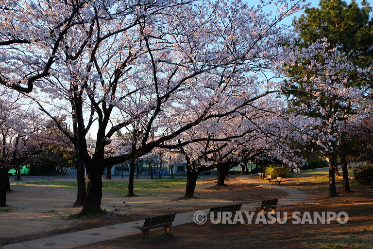 浦安の桜開花状況