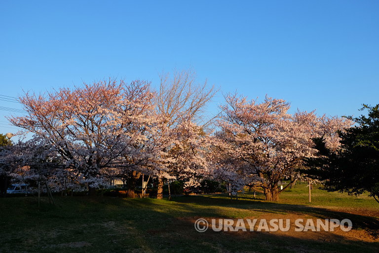浦安の桜開花状況