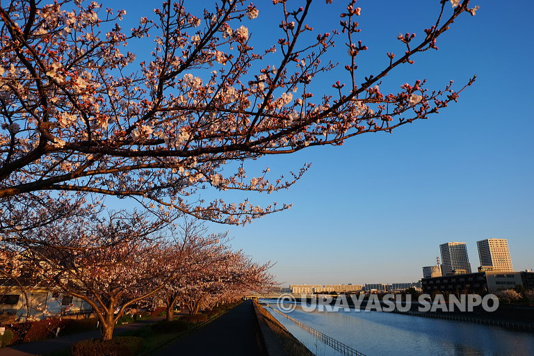 浦安の桜開花状況