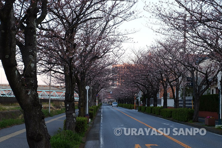 浦安の桜開花状況