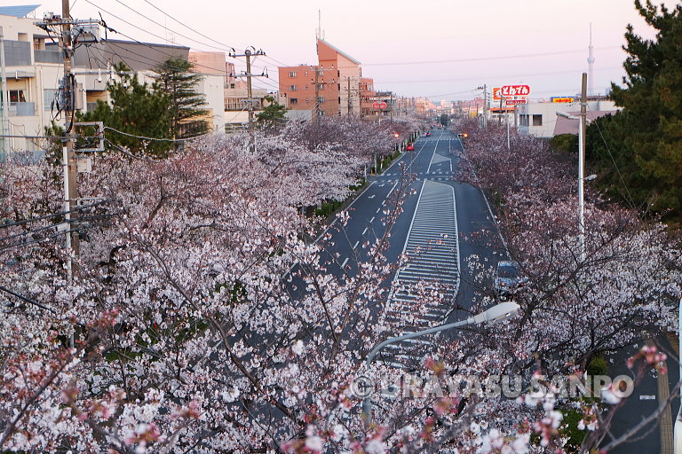 浦安の桜開花状況
