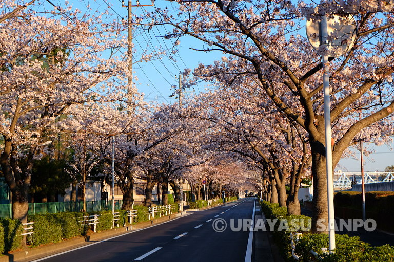浦安の桜開花状況