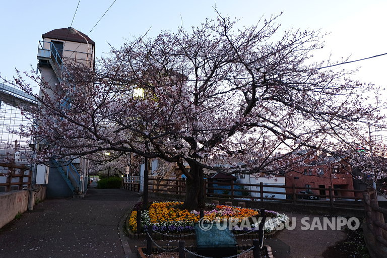 浦安の桜開花状況