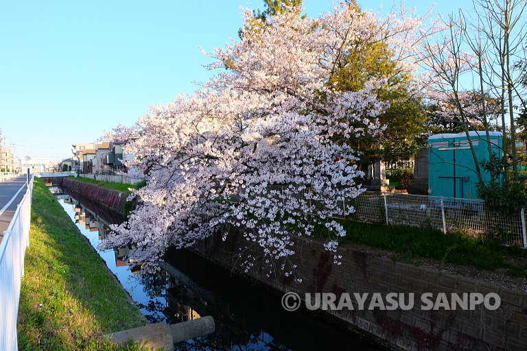 浦安の桜開花状況