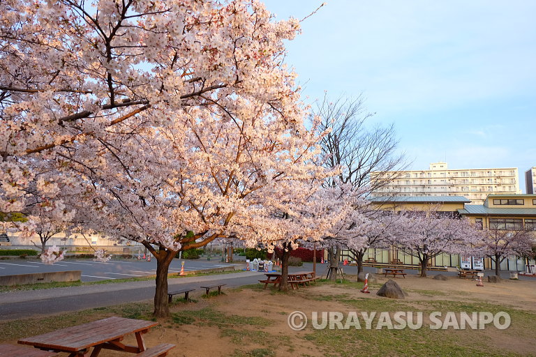 浦安の桜開花状況