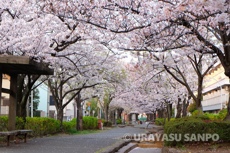 浦安の桜開花状況