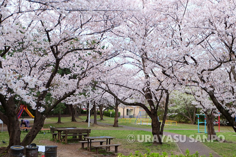 浦安の桜開花状況