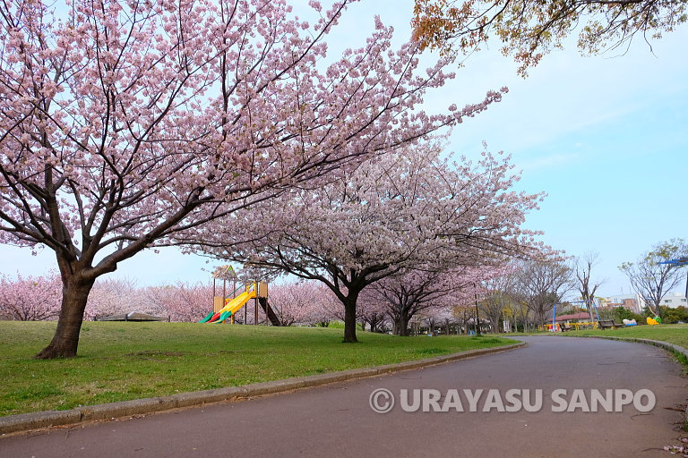 浦安の桜開花状況