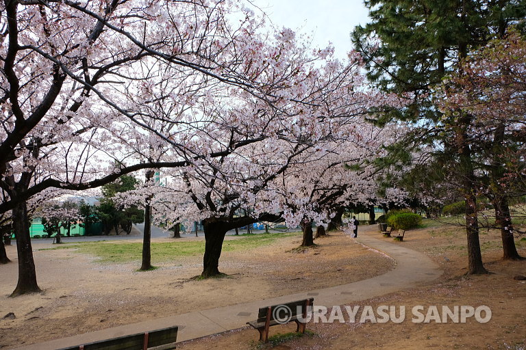 浦安の桜開花状況