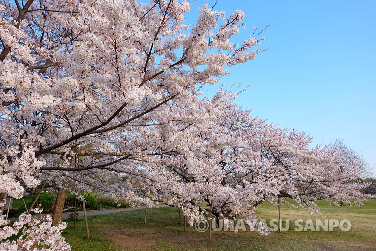 浦安の桜開花状況
