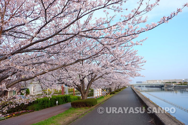 浦安の桜開花状況