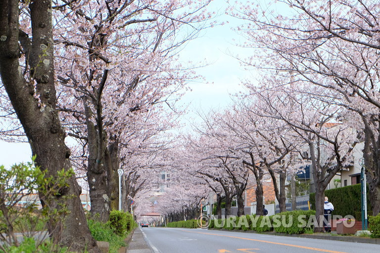 浦安の桜開花状況