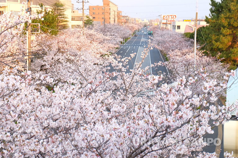 浦安の桜開花状況