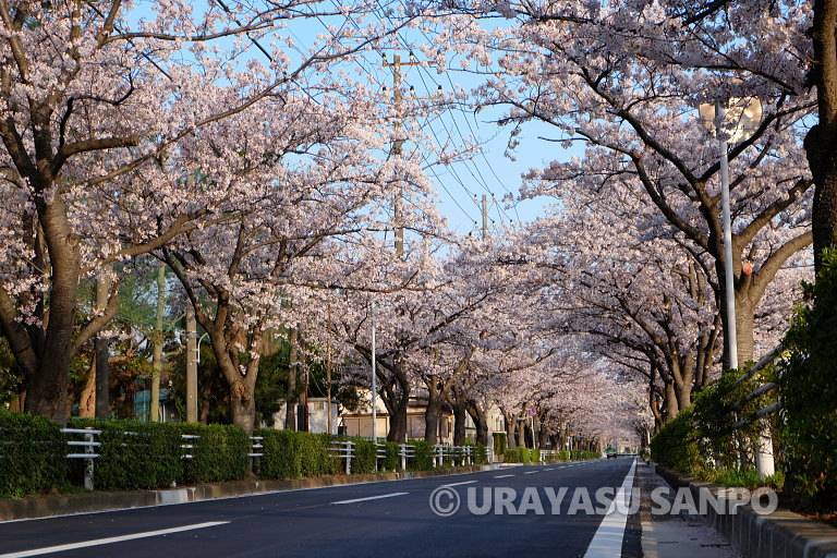 浦安の桜開花状況
