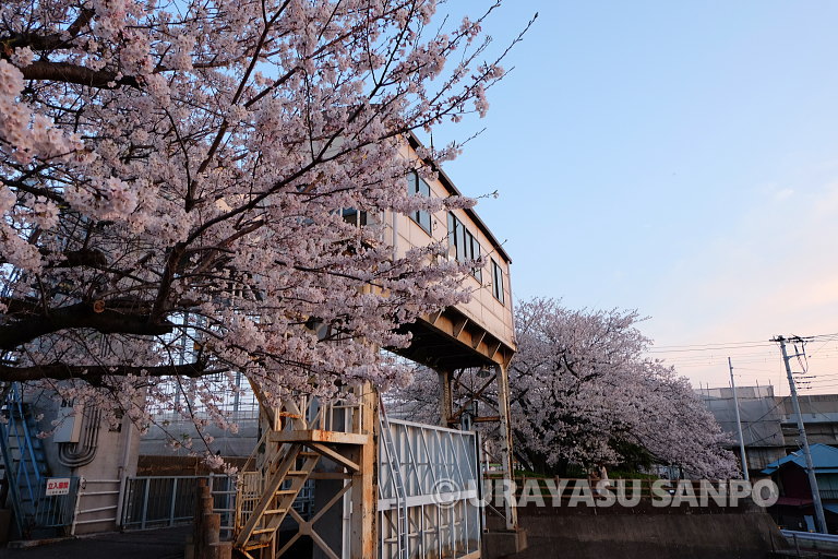 浦安の桜開花状況