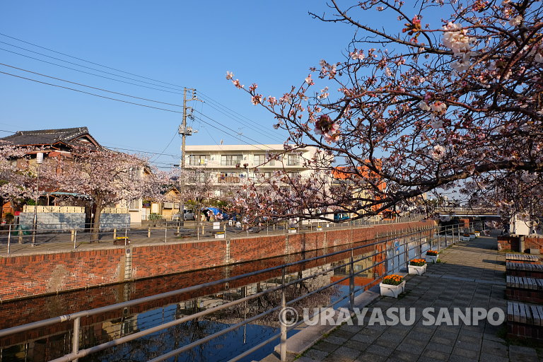浦安の桜開花状況