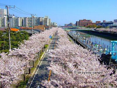 浦安のガイド　浦安さくらガイド